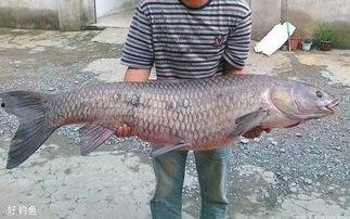 青鱼视频国产3,探索青春光影下的情感世界